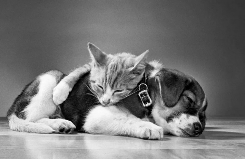 Walter Chandoha es un hombre que ha estado fotografiando gatos durante 70 años