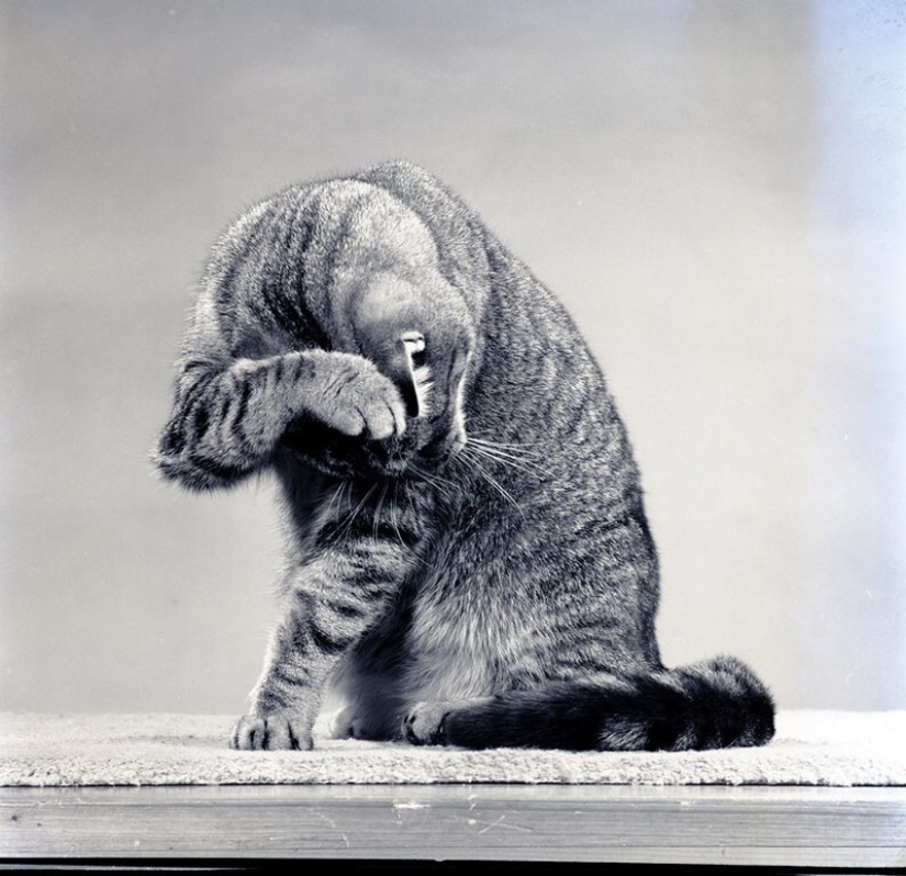 Walter Chandoha es un hombre que ha estado fotografiando gatos durante 70 años