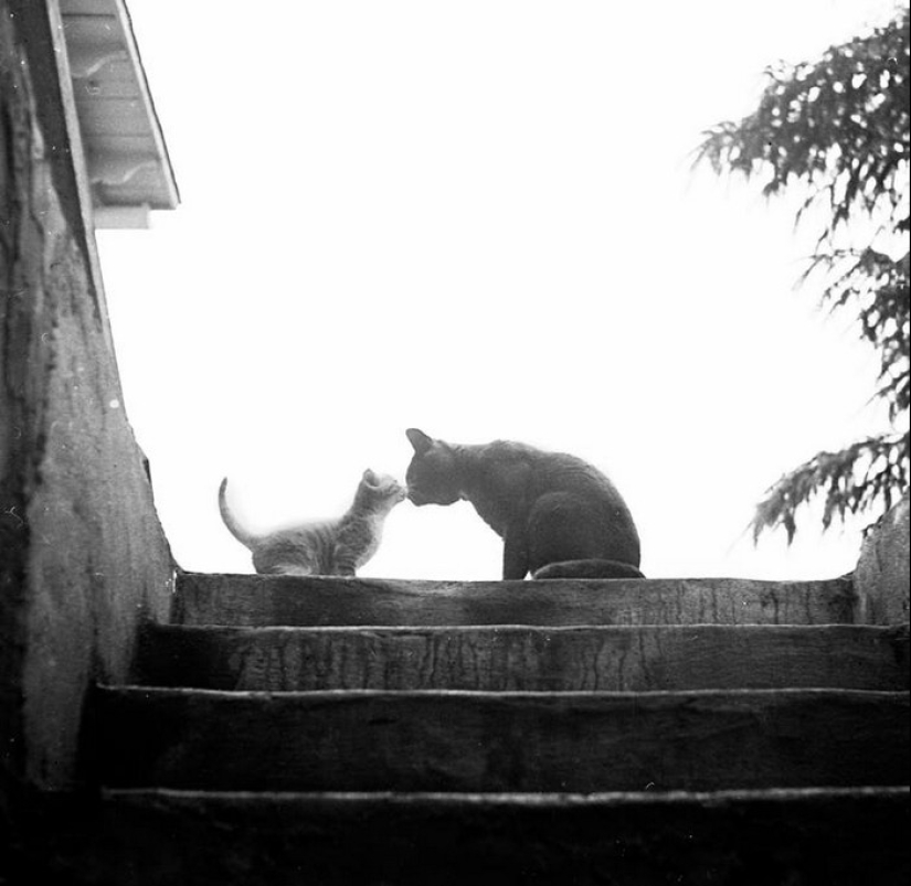 Walter Chandoha es un hombre que ha estado fotografiando gatos durante 70 años