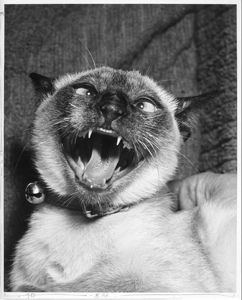 Walter Chandoha es un hombre que ha estado fotografiando gatos durante 70 años