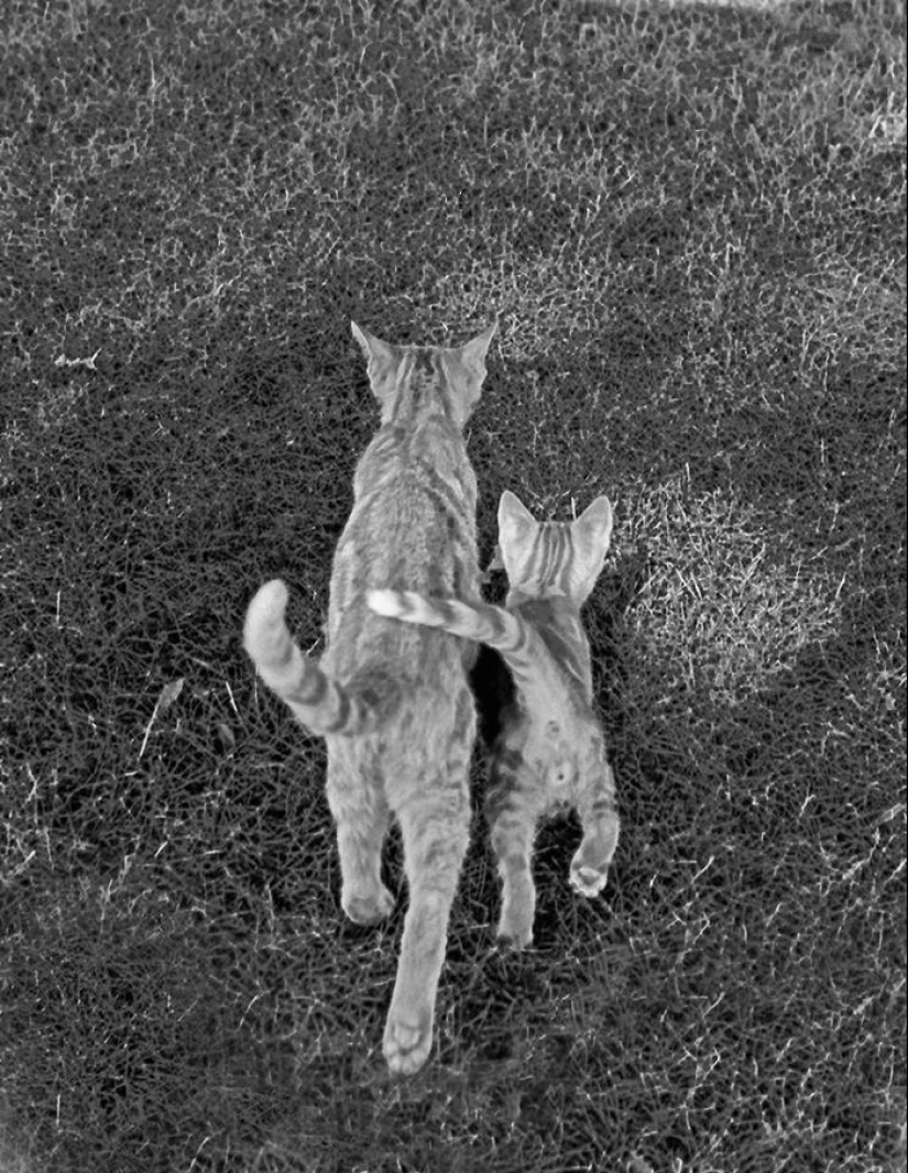 Walter Chandoha es un hombre que ha estado fotografiando gatos durante 70 años
