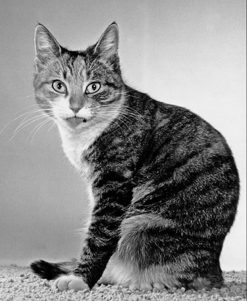 Walter Chandoha es un hombre que ha estado fotografiando gatos durante 70 años