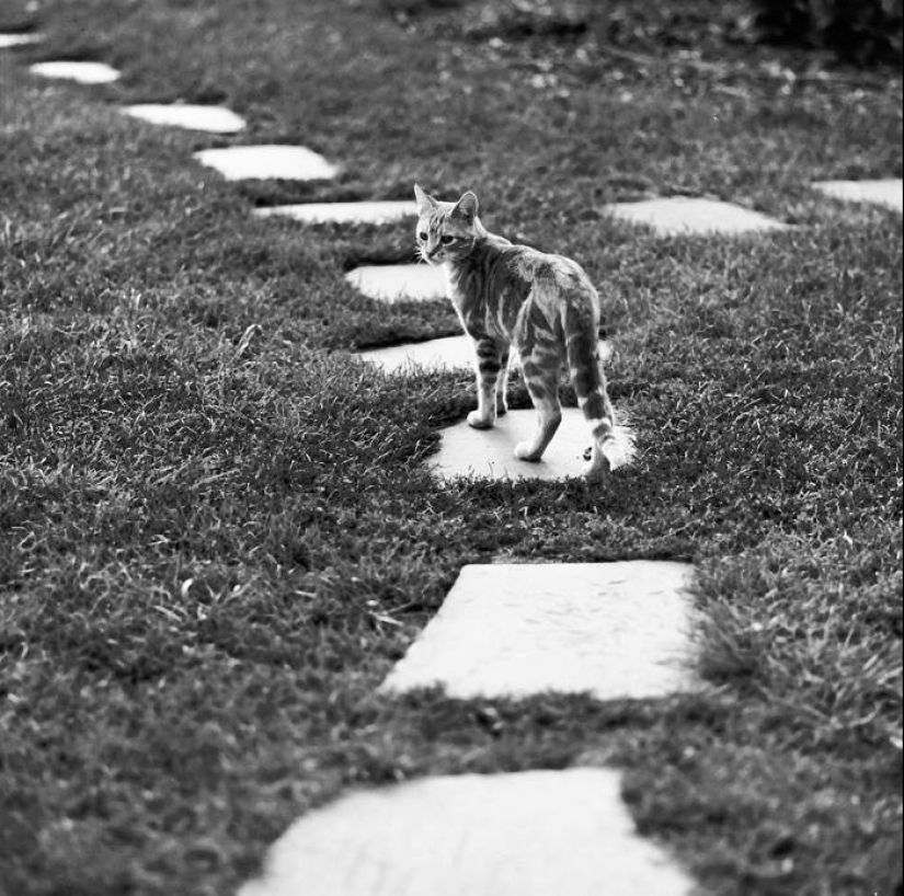 Walter Chandoha es un hombre que ha estado fotografiando gatos durante 70 años