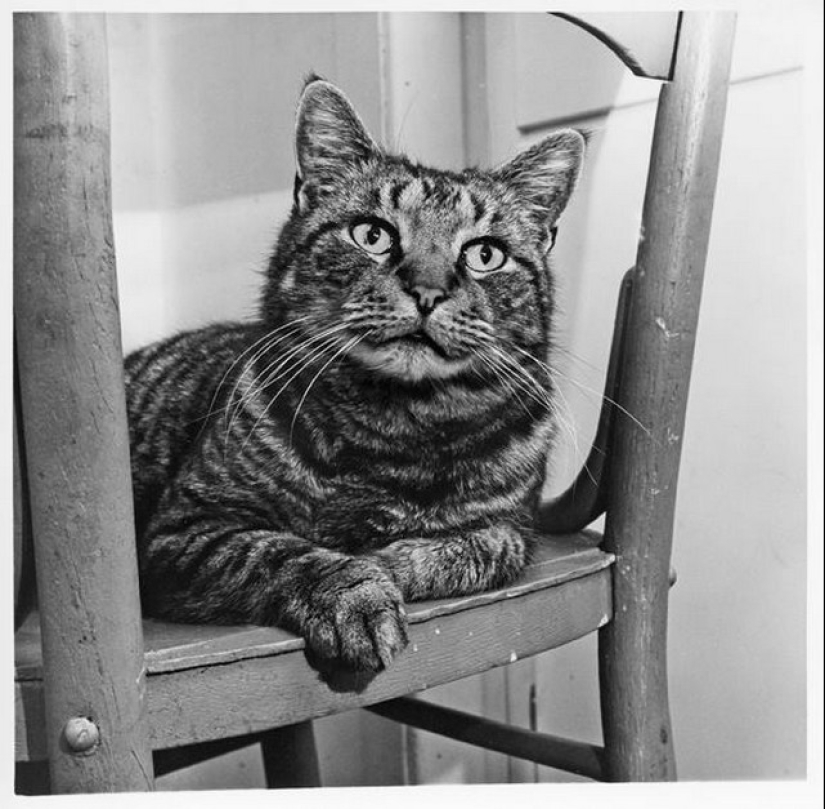 Walter Chandoha es un hombre que ha estado fotografiando gatos durante 70 años