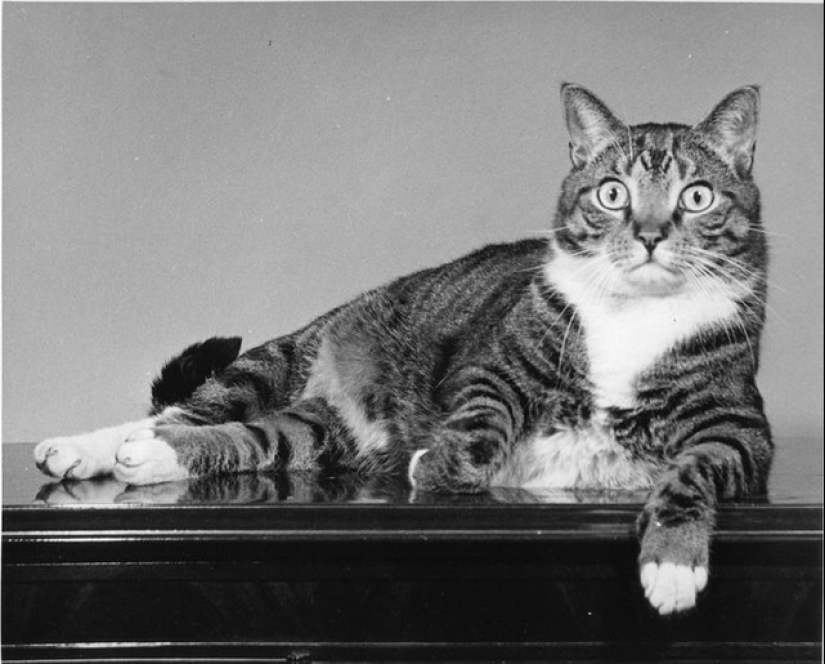 Walter Chandoha es un hombre que ha estado fotografiando gatos durante 70 años