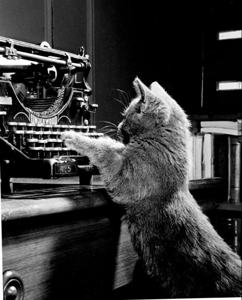 Walter Chandoha es un hombre que ha estado fotografiando gatos durante 70 años