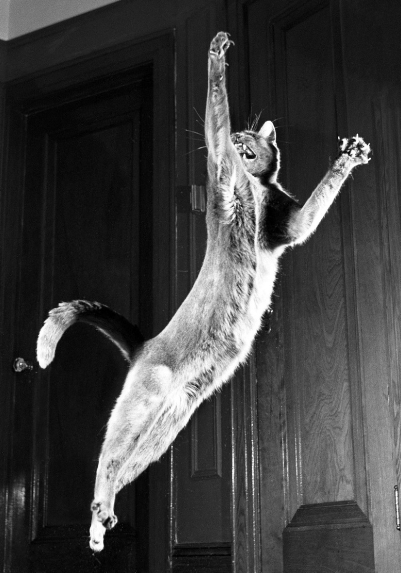Walter Chandoha es un hombre que ha estado fotografiando gatos durante 70 años