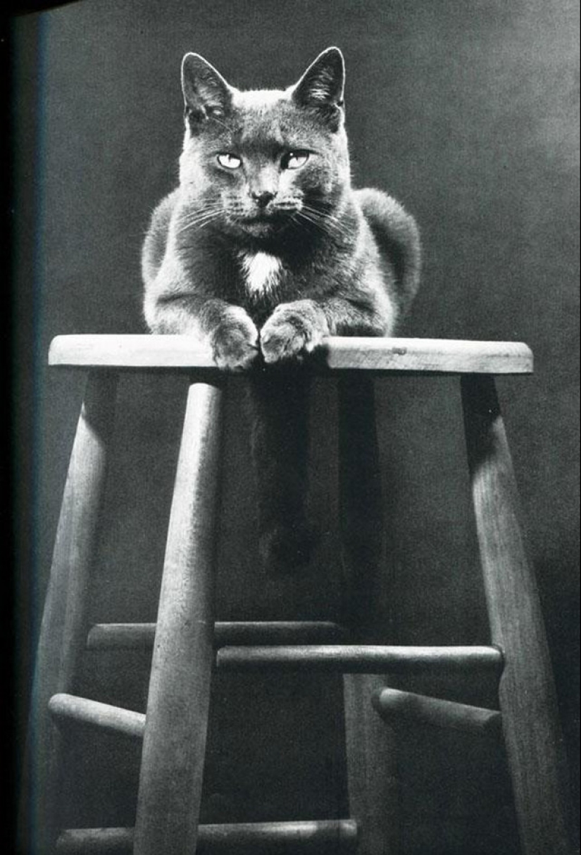 Walter Chandoha es un hombre que ha estado fotografiando gatos durante 70 años