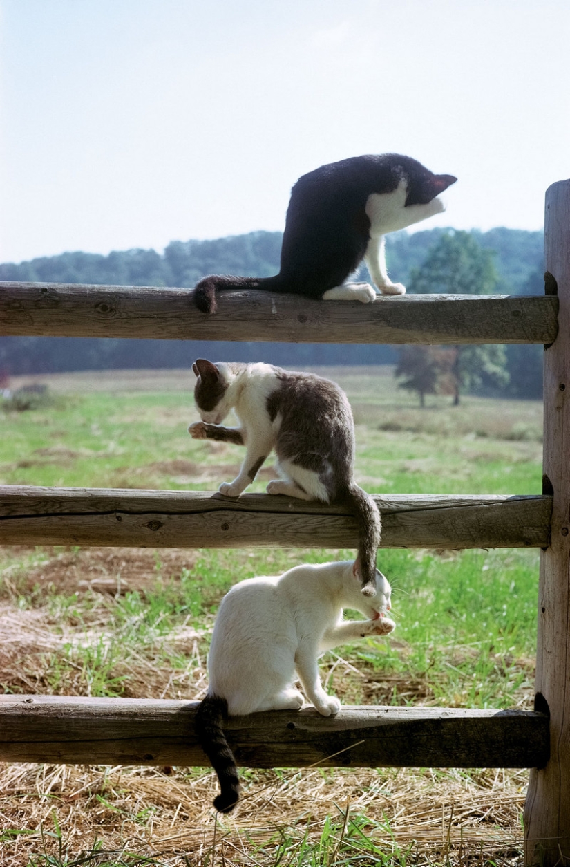 Walter Chandoha es un hombre que ha estado fotografiando gatos durante 70 años