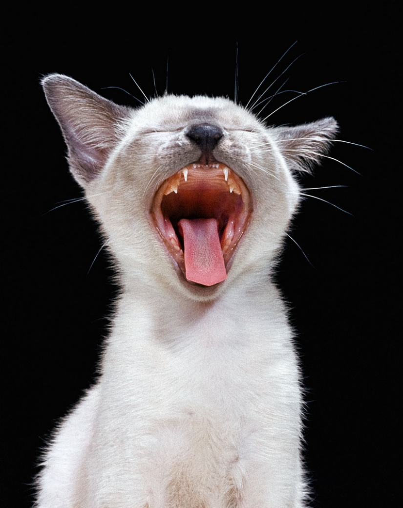 Walter Chandoha es un hombre que ha estado fotografiando gatos durante 70 años