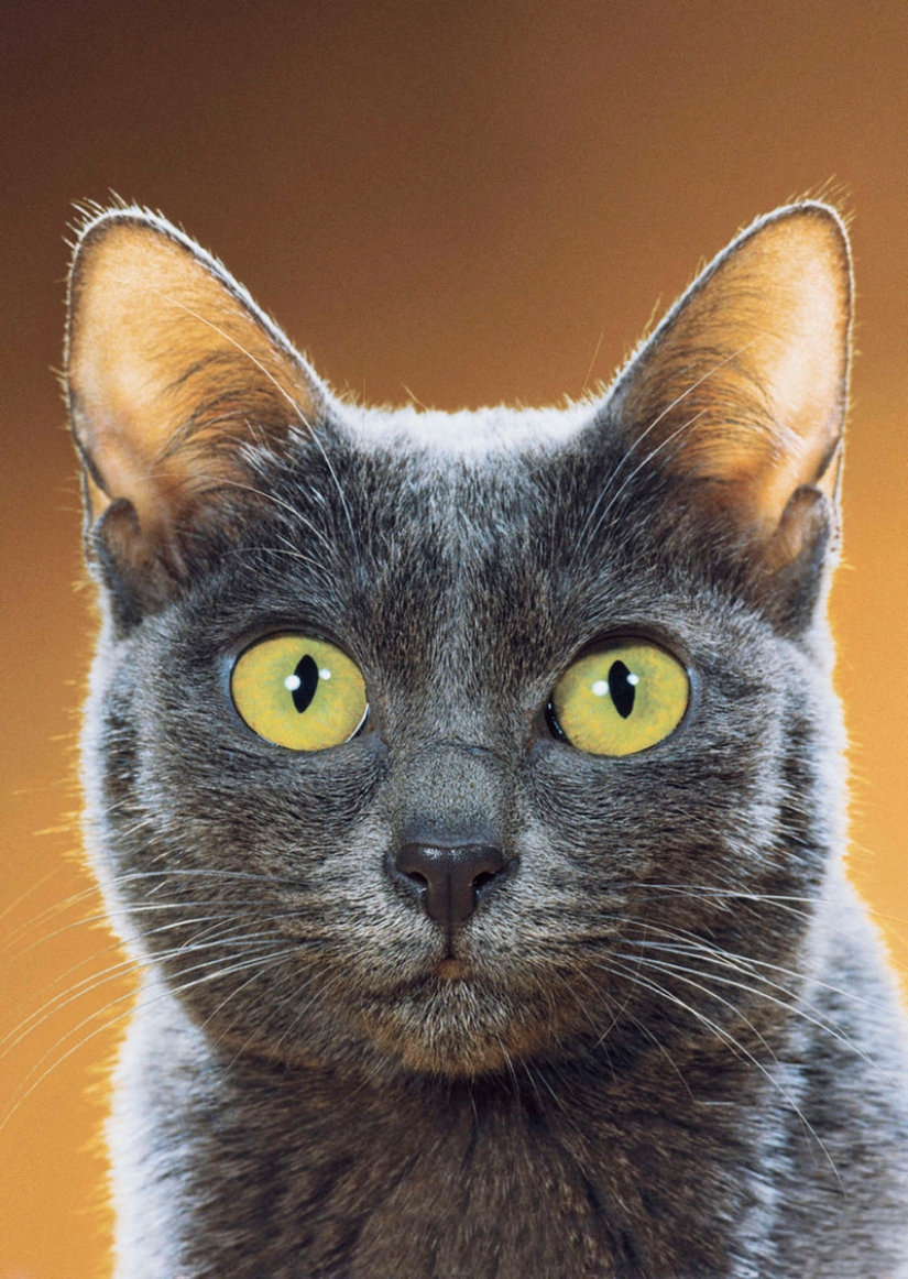 Walter Chandoha es un hombre que ha estado fotografiando gatos durante 70 años