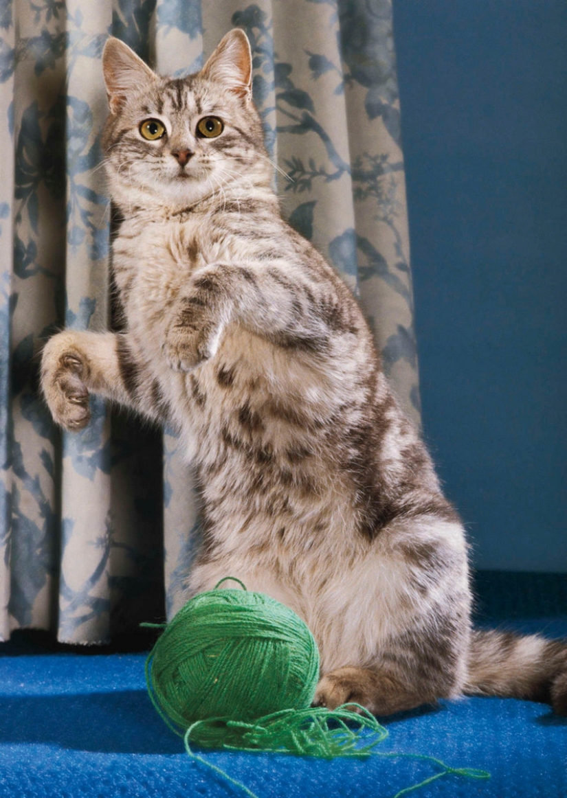 Walter Chandoha es un hombre que ha estado fotografiando gatos durante 70 años