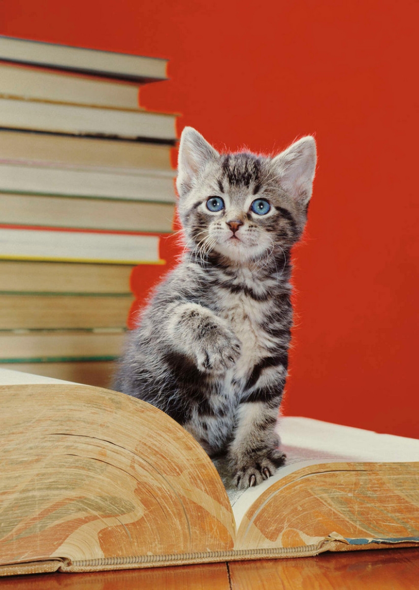 Walter Chandoha es un hombre que ha estado fotografiando gatos durante 70 años