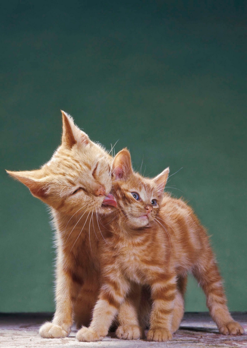 Walter Chandoha es un hombre que ha estado fotografiando gatos durante 70 años