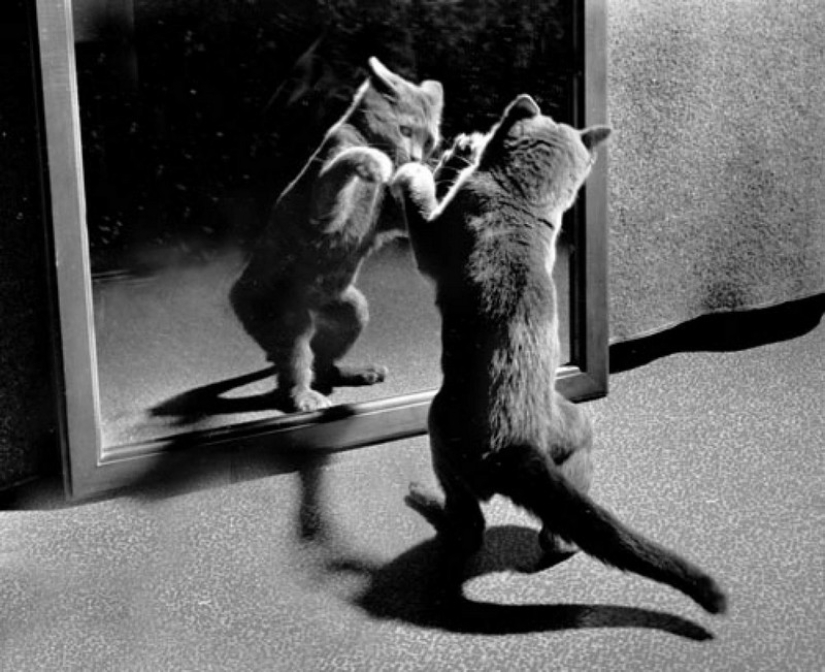 Walter Chandoha es un hombre que ha estado fotografiando gatos durante 70 años