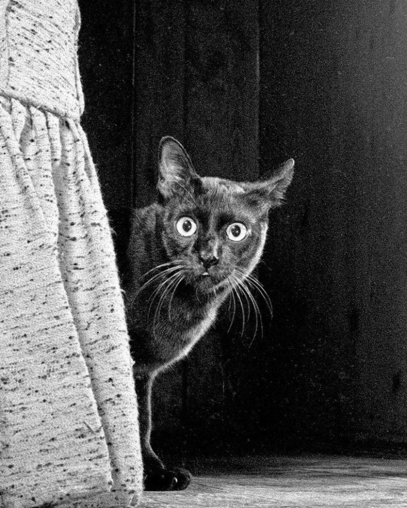 Walter Chandoha es un hombre que ha estado fotografiando gatos durante 70 años