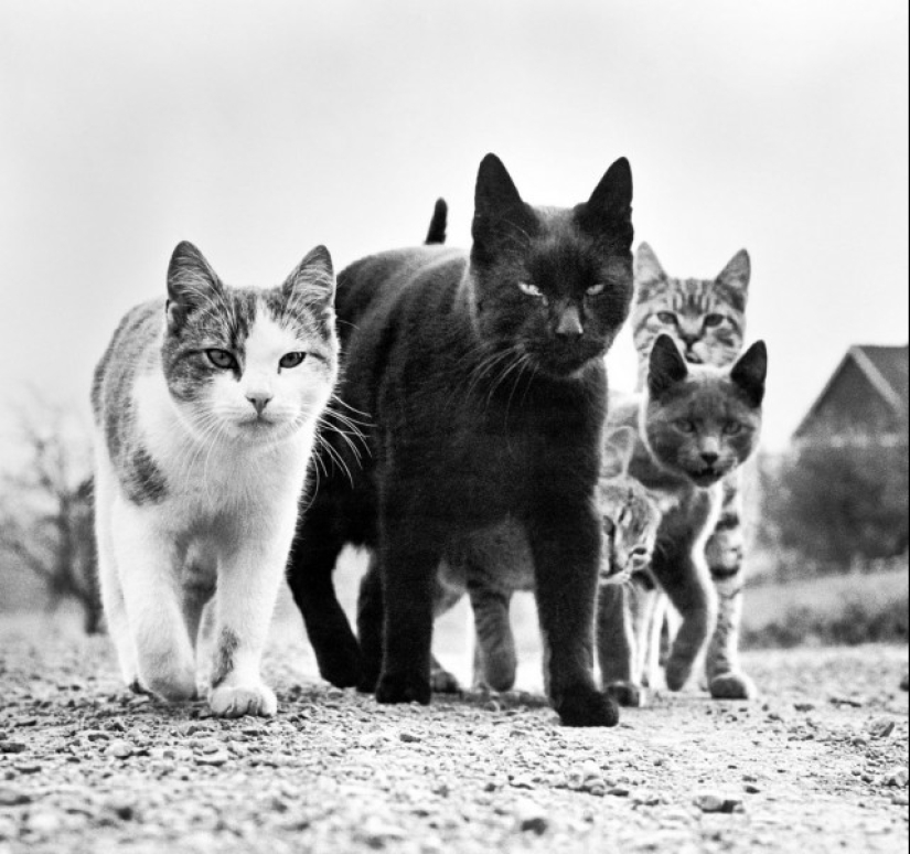 Walter Chandoha es un hombre que ha estado fotografiando gatos durante 70 años
