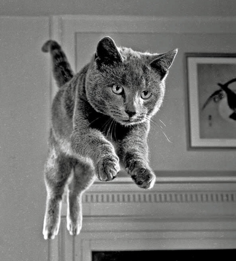Walter Chandoha es un hombre que ha estado fotografiando gatos durante 70 años