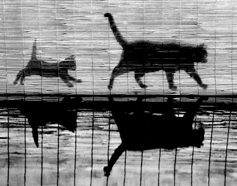 Walter Chandoha es un hombre que ha estado fotografiando gatos durante 70 años