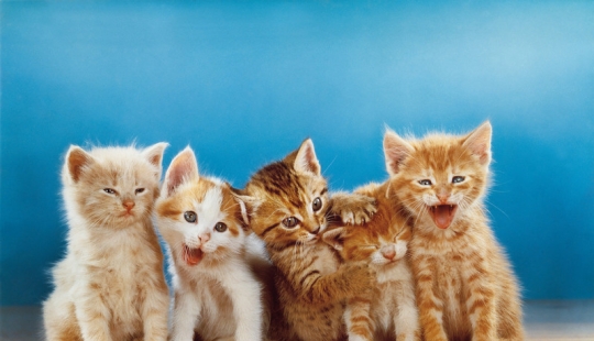 Walter Chandoha is a man who has been photographing cats for 70 years
