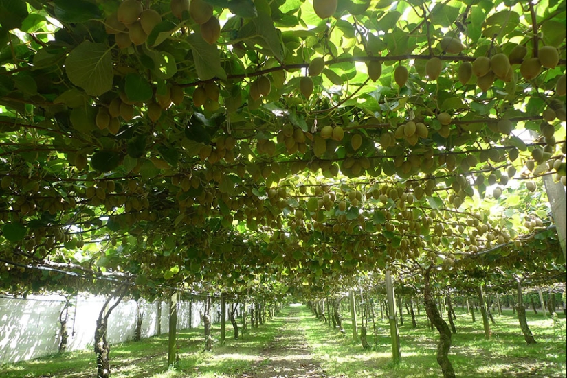 What do popular products look like before harvest