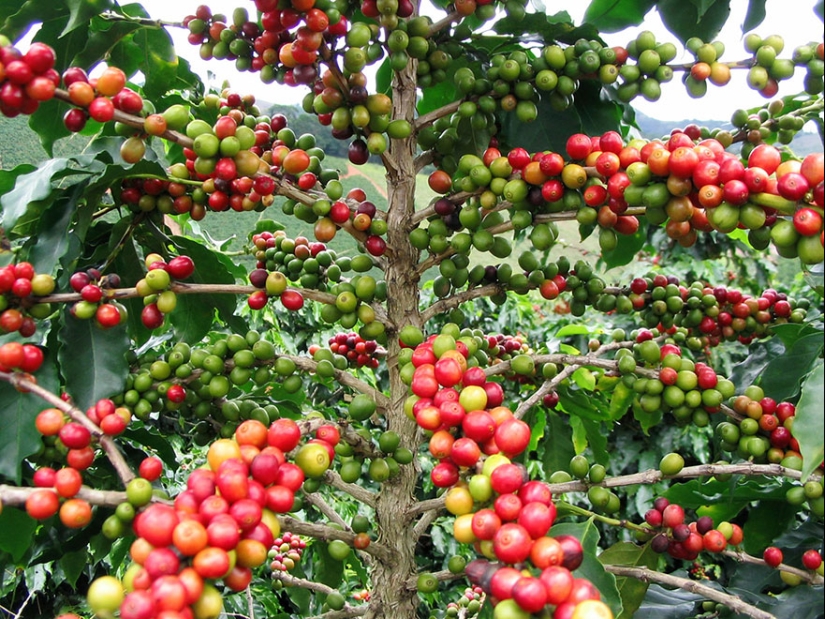 What do popular products look like before harvest