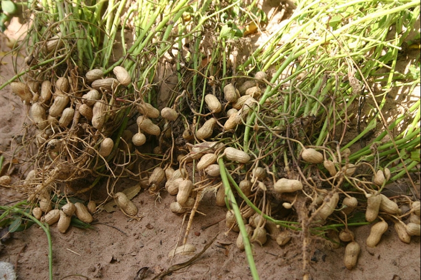 What do popular products look like before harvest