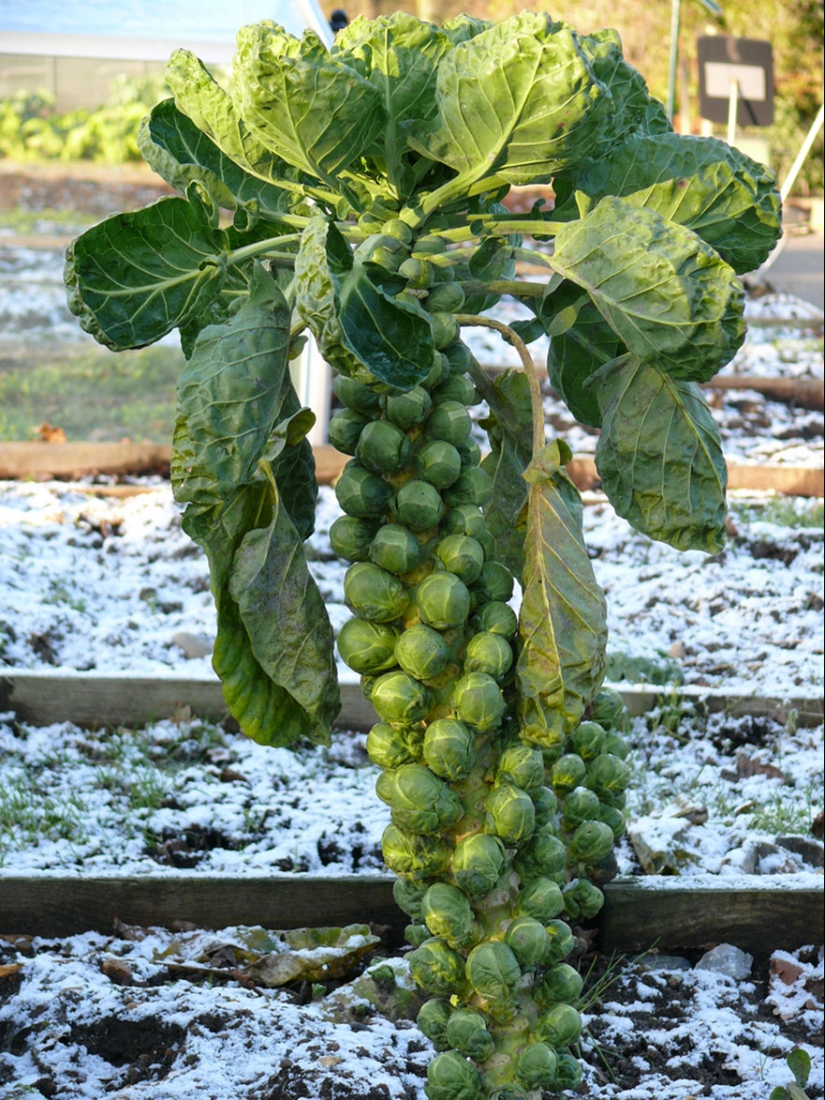 What do popular products look like before harvest