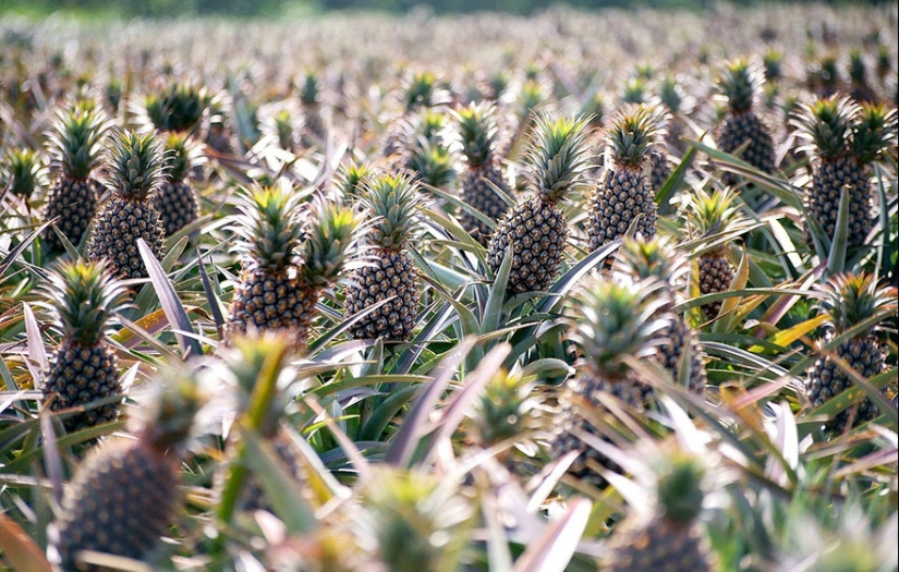 What do popular products look like before harvest
