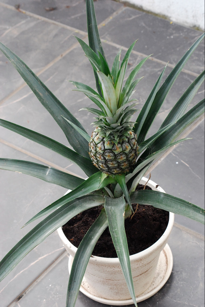What do popular products look like before harvest