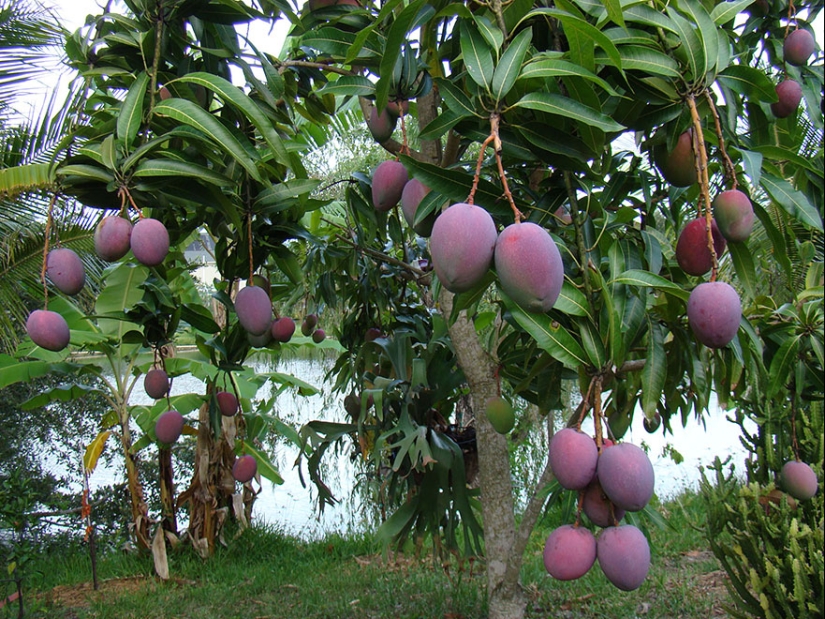 What do popular products look like before harvest