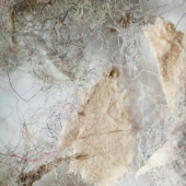 What does your household dust look like under a microscope What does your household dust look like under a microscope
