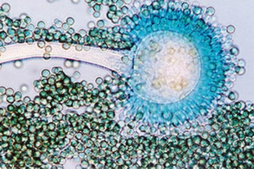 What happens if you eat more than 5 tangerines a day? What happens if you eat more than 5 tangerines a day?