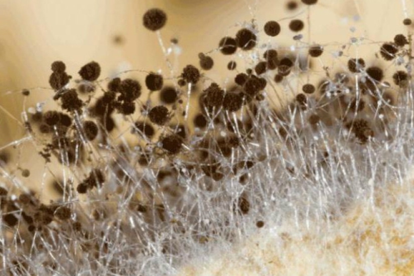 What happens if you eat more than 5 tangerines a day? What happens if you eat more than 5 tangerines a day?