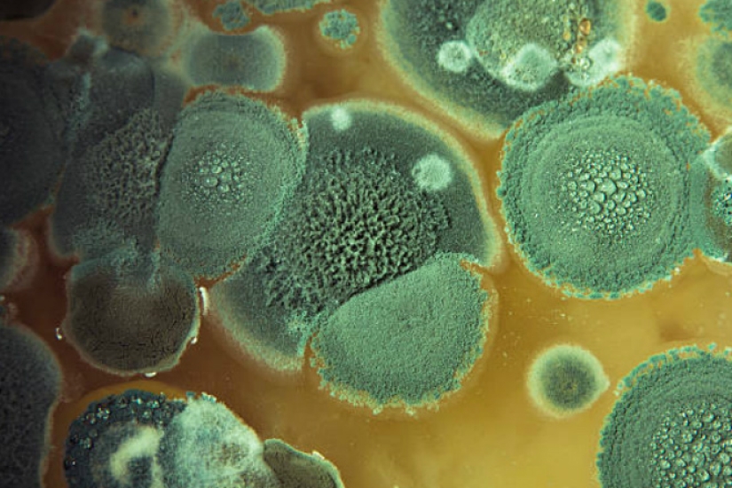 What happens if you eat more than 5 tangerines a day? What happens if you eat more than 5 tangerines a day?