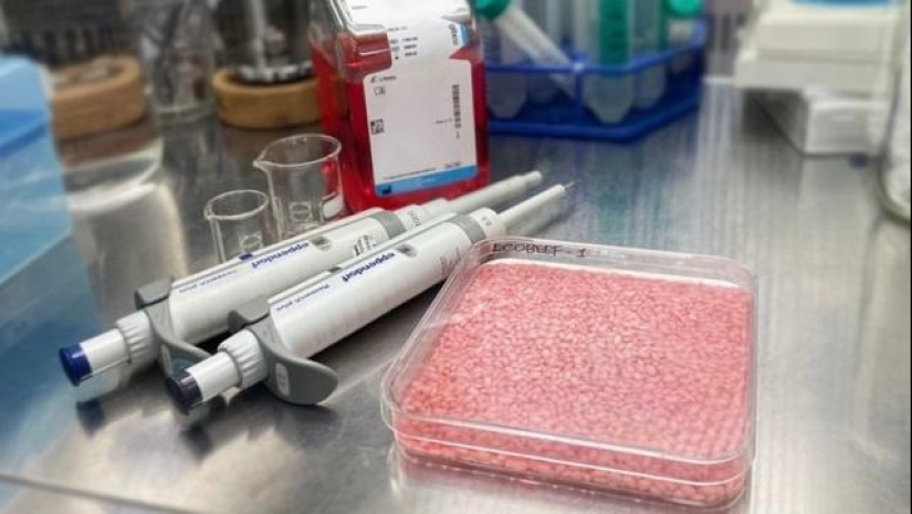 What is “rice meat”: Japanese scientists have invented a new product
