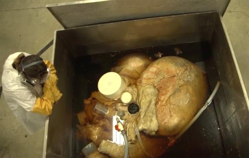 What is the size of a blue whale's heart? Destroying an established myth