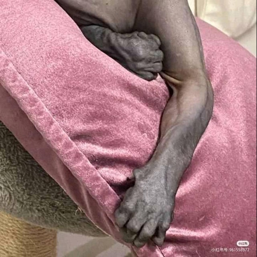 "What is this..?": 22 photos of things that caused people a lot of confusion "What is this..?": 22 photos of things that caused people a lot of confusion