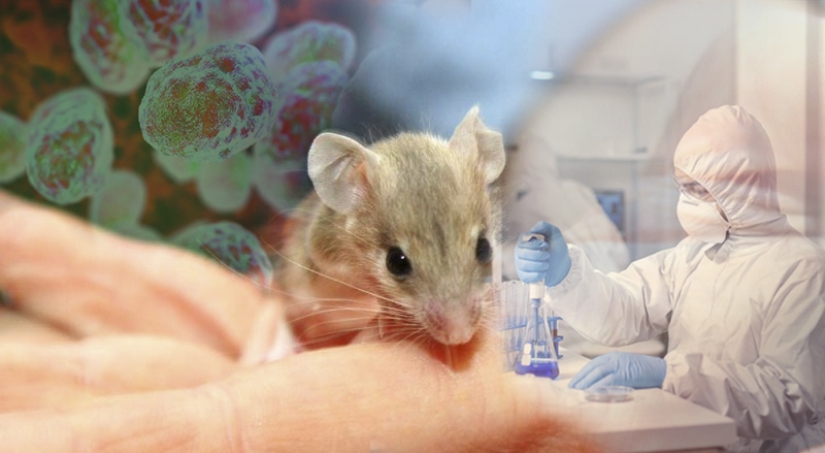 What kind of disease is tularemia and why is it called the “minor plague” What kind of disease is tularemia and why is it called the “minor plague”