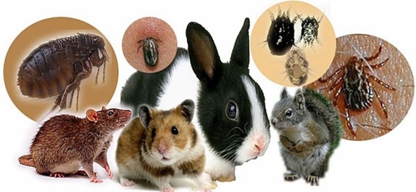 What kind of disease is tularemia and why is it called the “minor plague” What kind of disease is tularemia and why is it called the “minor plague”