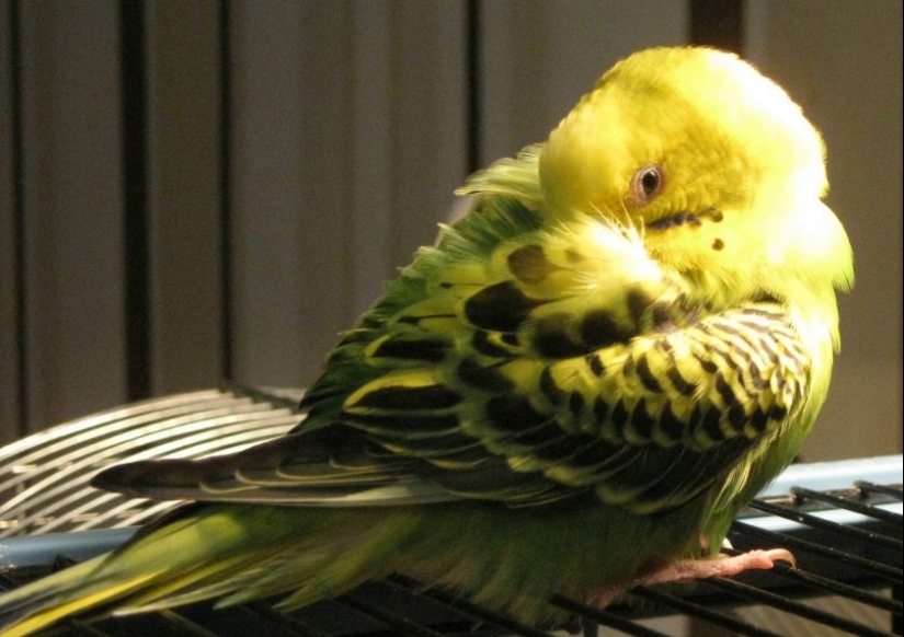 Why do birds hide their beaks under their wings Why do birds hide their beaks under their wings