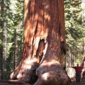 Why no one has seen how the tallest centenarians — sequoias - die