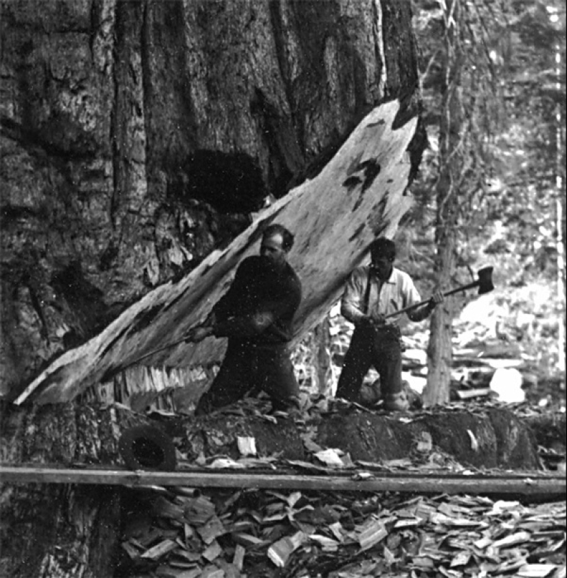 Why no one has seen how the tallest centenarians — sequoias - die