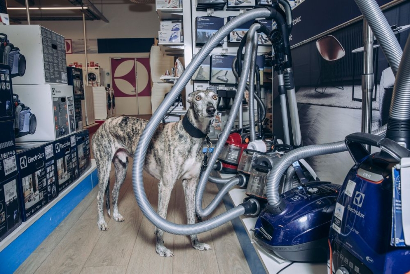 Why the Finns pull to have a pet moose