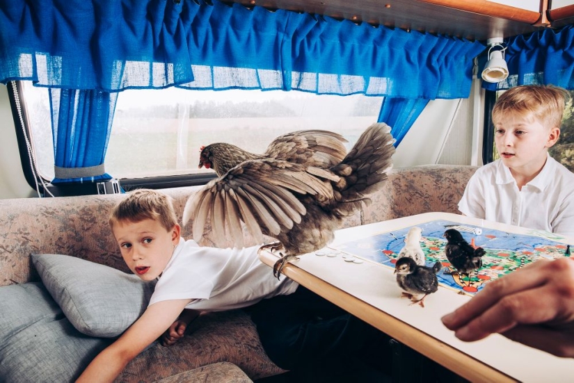 Why the Finns pull to have a pet moose