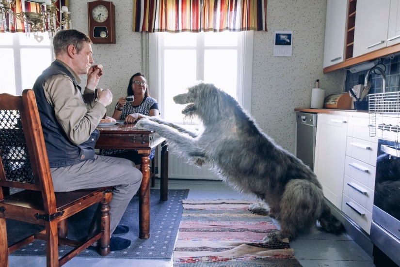 Why the Finns pull to have a pet moose