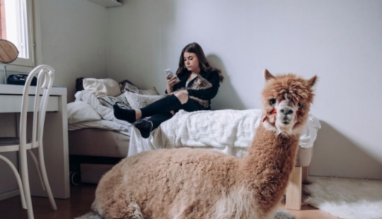 Why the Finns pull to have a pet moose