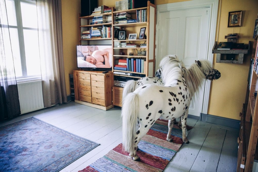 Why the Finns pull to have a pet moose