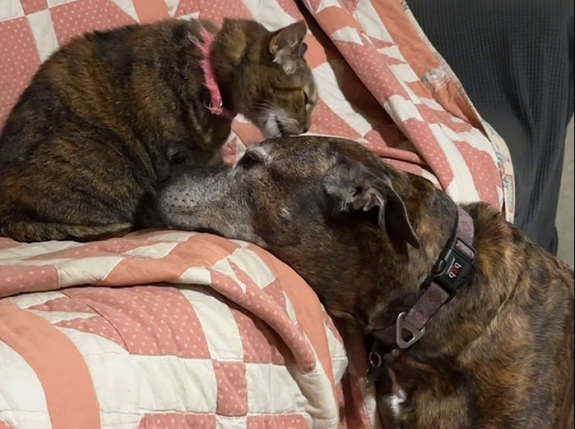 Woman Shares Video Of Her Dog Asking Cat Best Friend For A ‘Bath,’ It Goes Viral Online