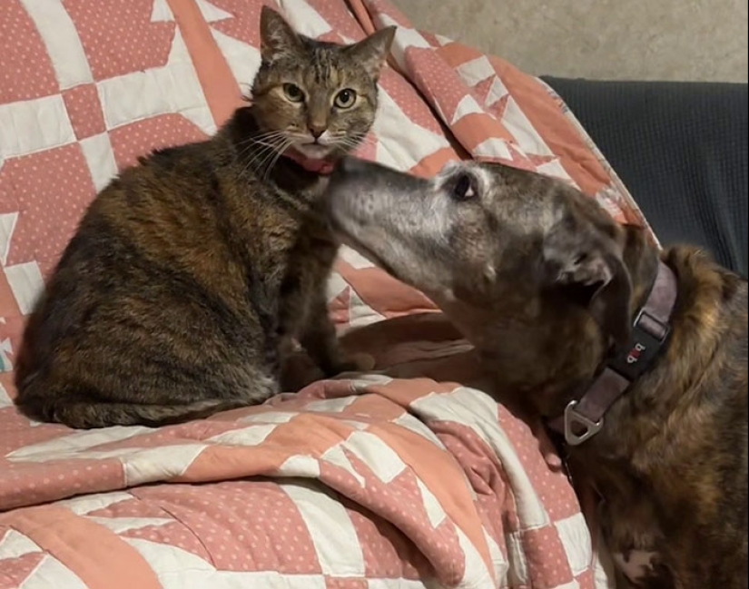 Woman Shares Video Of Her Dog Asking Cat Best Friend For A ‘Bath,’ It Goes Viral Online